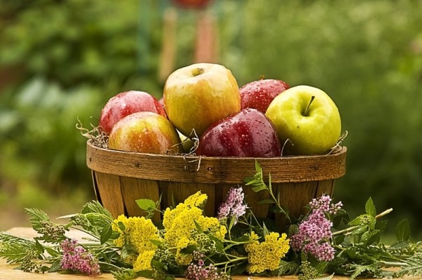 Какие сорта яблок посадить на дачном участке