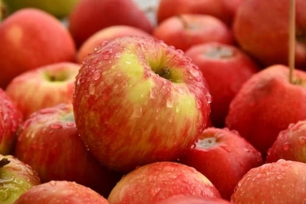 Врач Соломатина: сладкие и кислые яблоки противопоказаны при разных болезнях