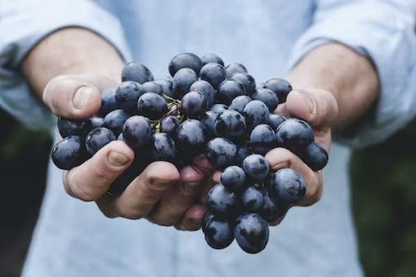 Врач Утюмова: виноград для многих людей является наиболее вредной ягодой